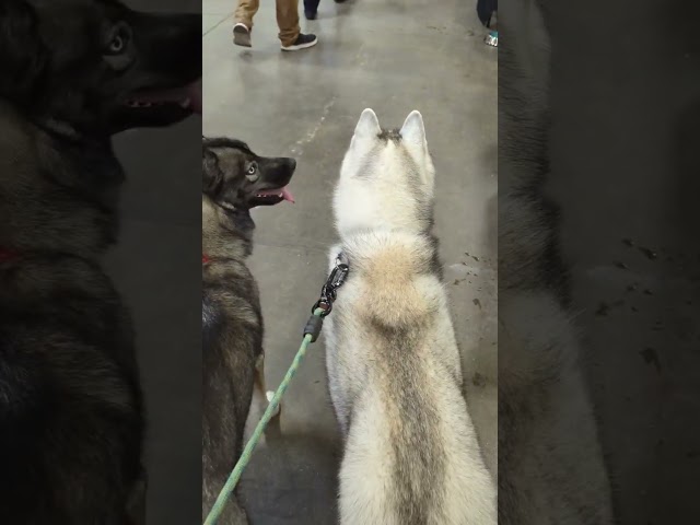 Come Meet The Dogs! #shorts