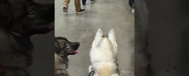 Come Meet The Dogs! #shorts