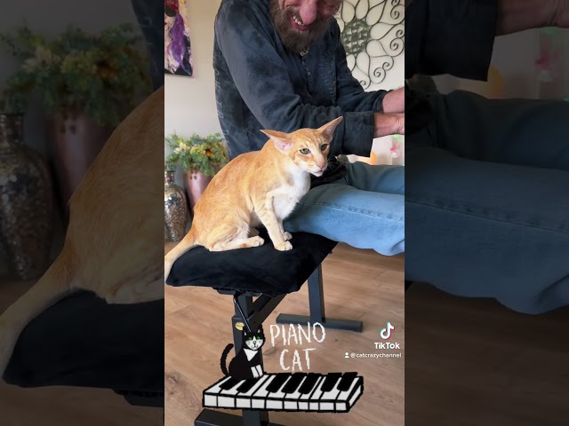 Cat Enjoys An Improv Of Rhapsody In Blue And Starts "Helping" 💕😻