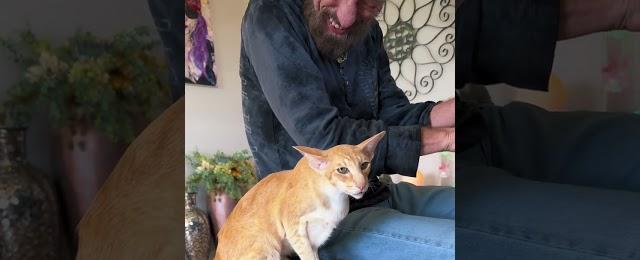 Cat Enjoys An Improv Of Rhapsody In Blue And Starts "Helping" 💕😻