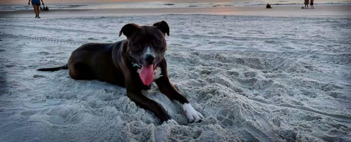 Leash Up: Jacksonville Beach police enforcing rules for dogs on beach after numerous incidents