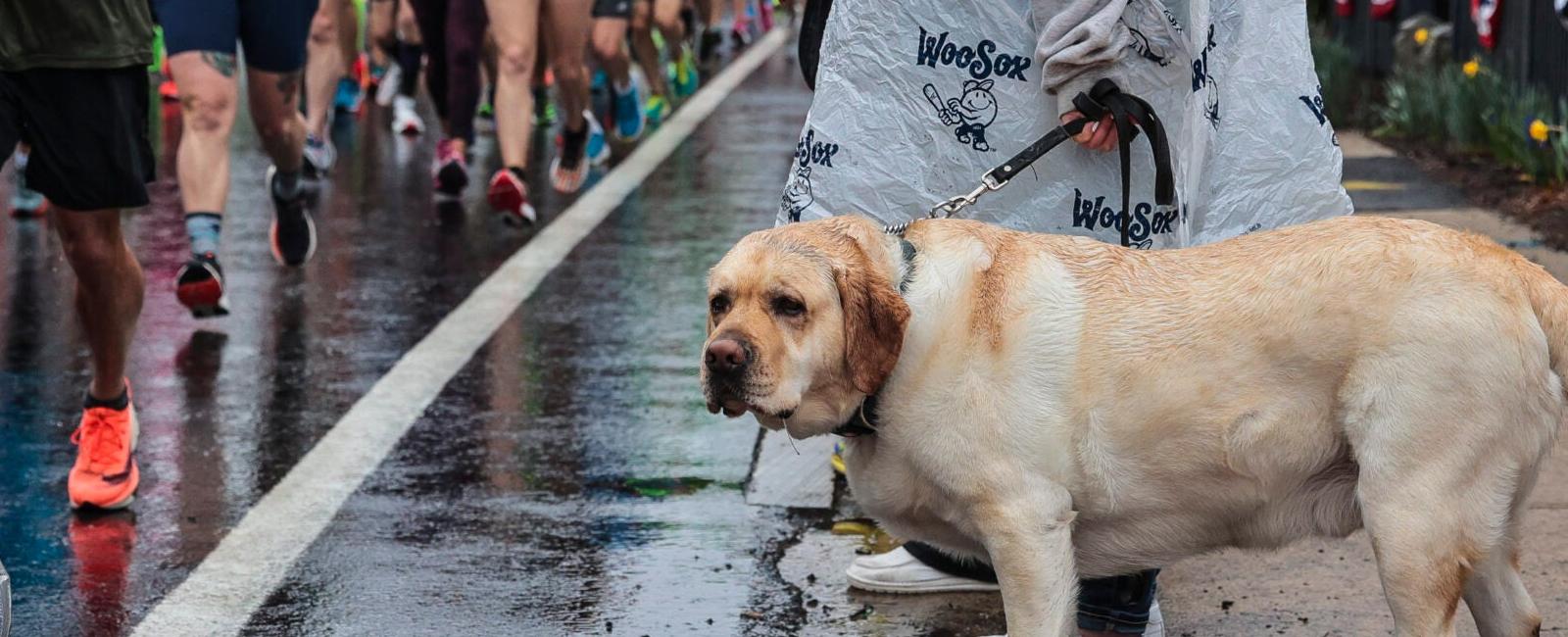 These adorable dogs cheer on Boston Marathon 2023 runners