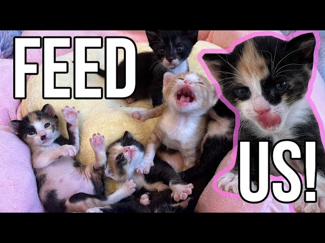 Hang Out While I Feed 6 Hungry Kittens