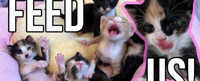 Hang Out While I Feed 6 Hungry Kittens