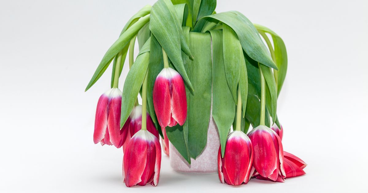 Gardening expert shares 2p hack to bring 'drooping' flowers instantly 'back to life'