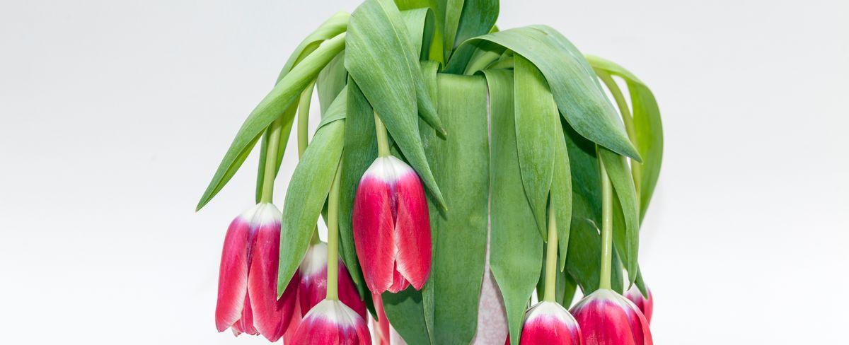 Gardening expert shares 2p hack to bring 'drooping' flowers instantly 'back to life'
