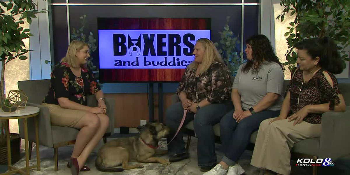 Boxers and Buddies raising money for several dogs’ medical needs during future fundraisers