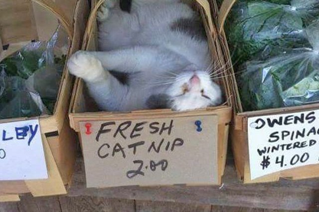 16 Cats Overdosing On The Nip | Cuteness