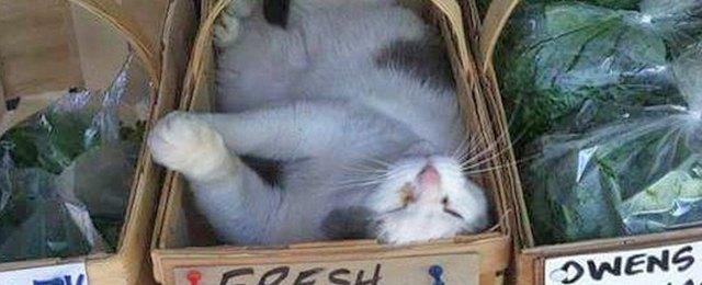 16 Cats Overdosing On The Nip | Cuteness