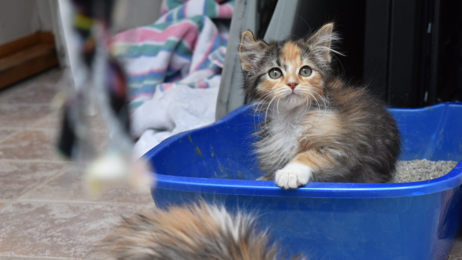 Rare male calico kitten born in Colorado: Cat rescue names him Unicorn