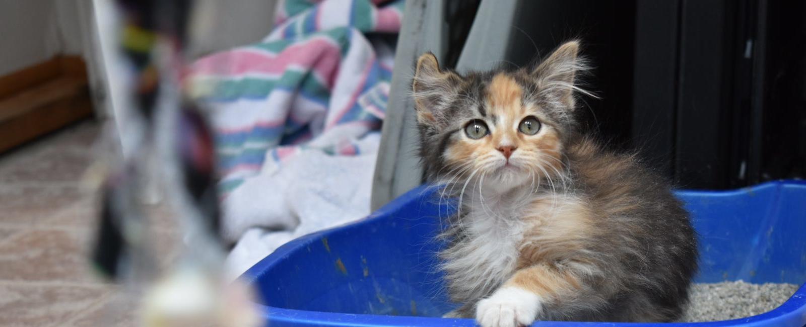 Rare male calico kitten born in Colorado: Cat rescue names him Unicorn