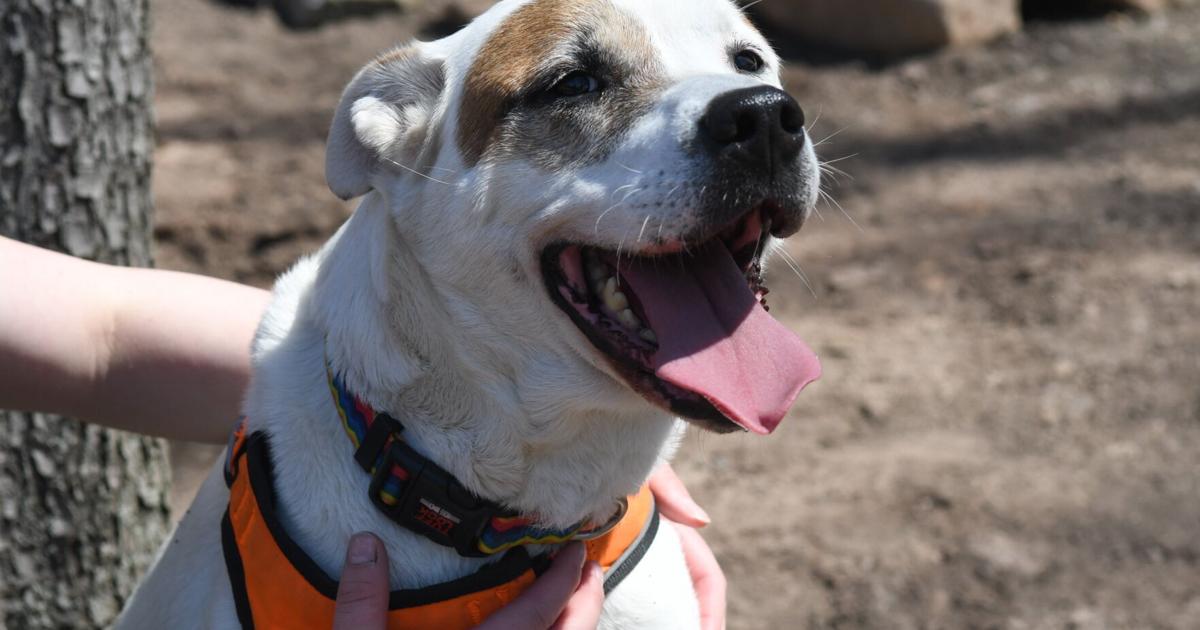 Pet of the Week: Saki and Violet