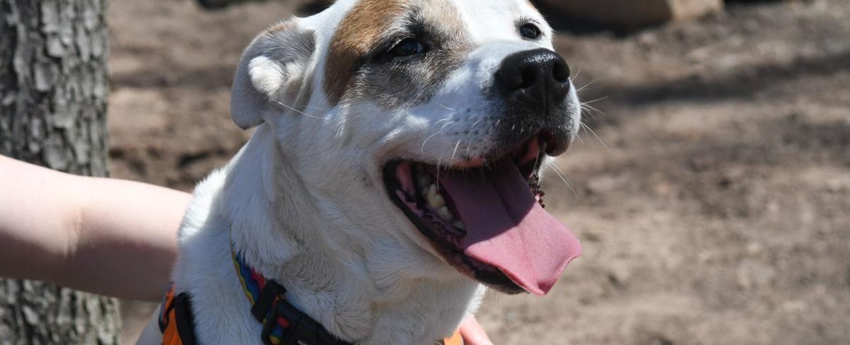 Pet of the Week: Saki and Violet