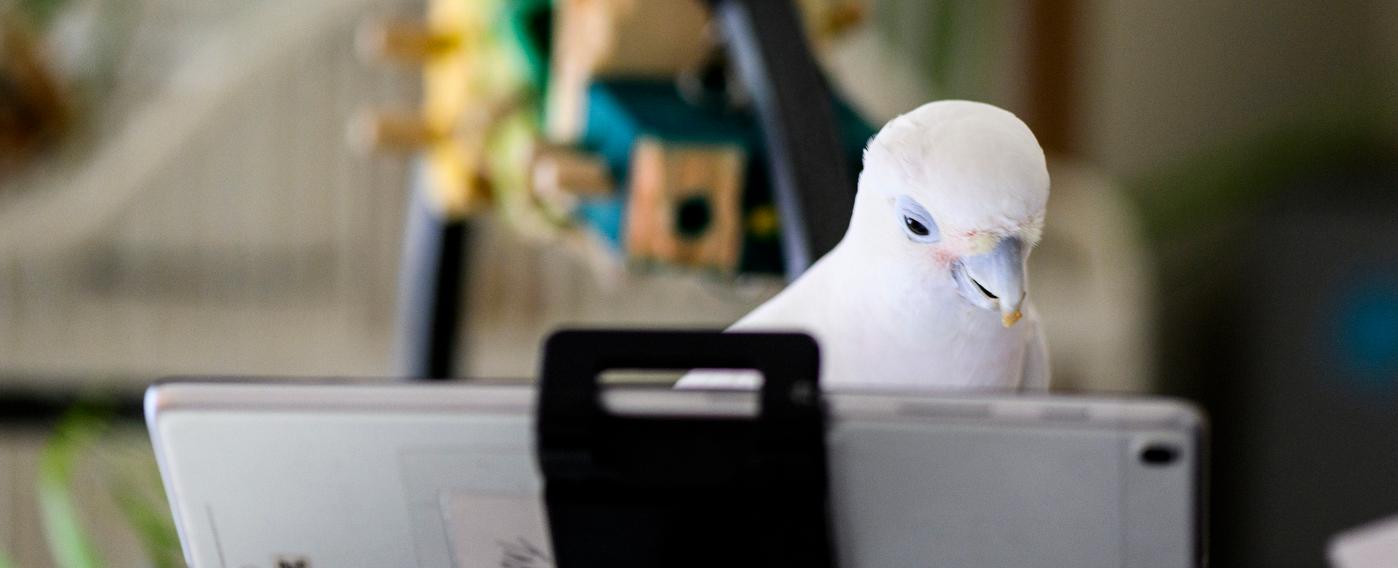 Lonely pet parrots find friendship through video chats, a new study finds
