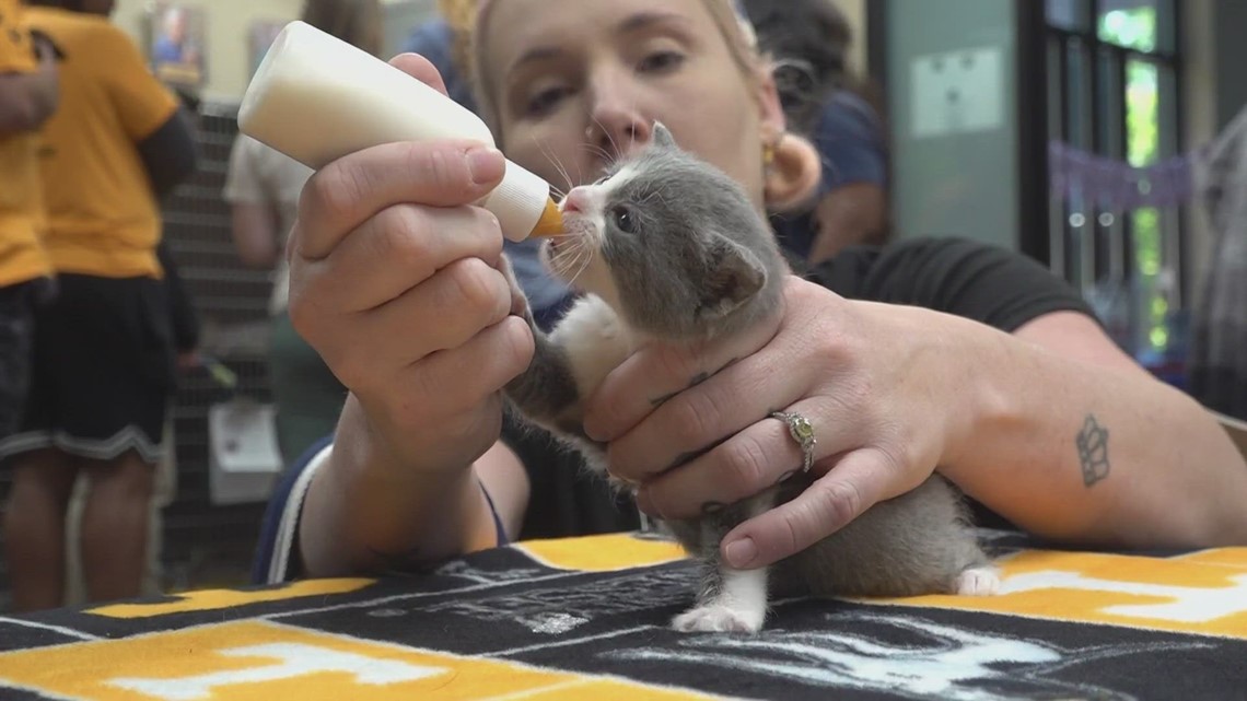 YWAC hosts kitten shower