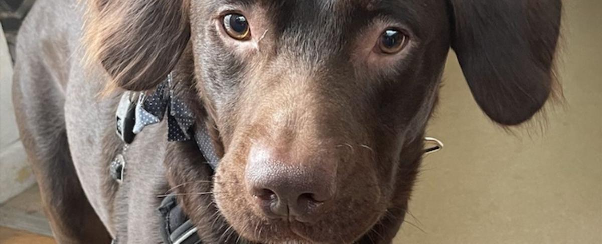 A dog named Coco is undergoing alcohol withdrawal at a shelter after his owner and canine friend both died: "His story is a tragic one"