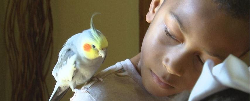 Pet cockatiel flies around Baton Rouge for four days before returning home to family