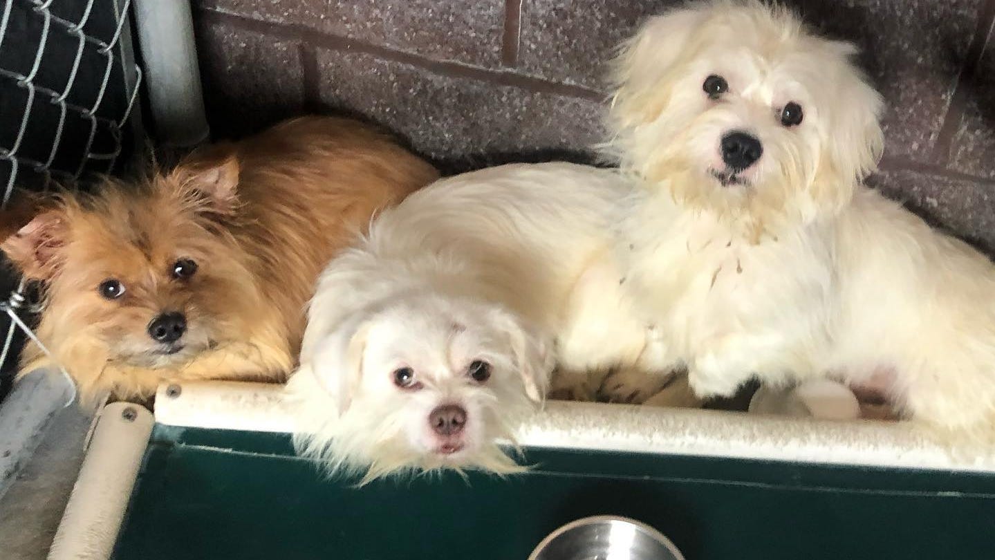 More than 40 dogs, cats rescued after recovered in New Jersey truck