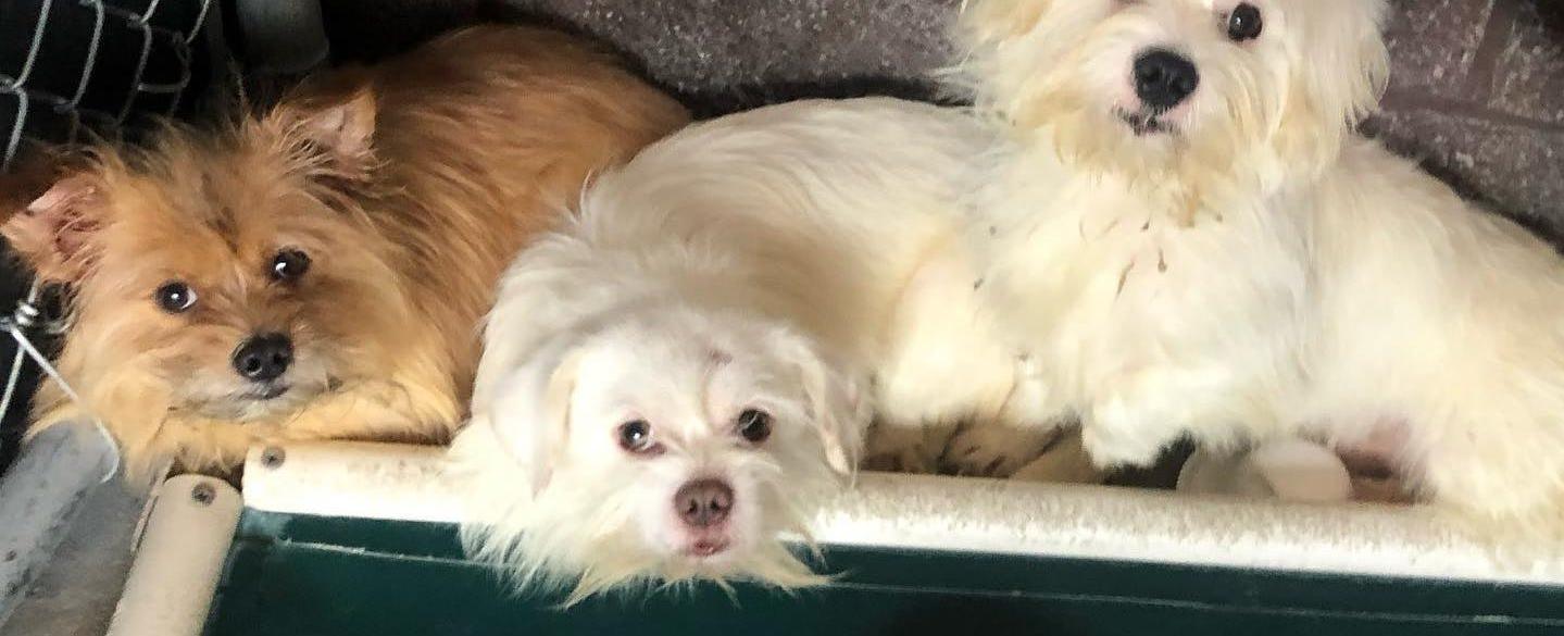 More than 40 dogs, cats rescued after recovered in New Jersey truck