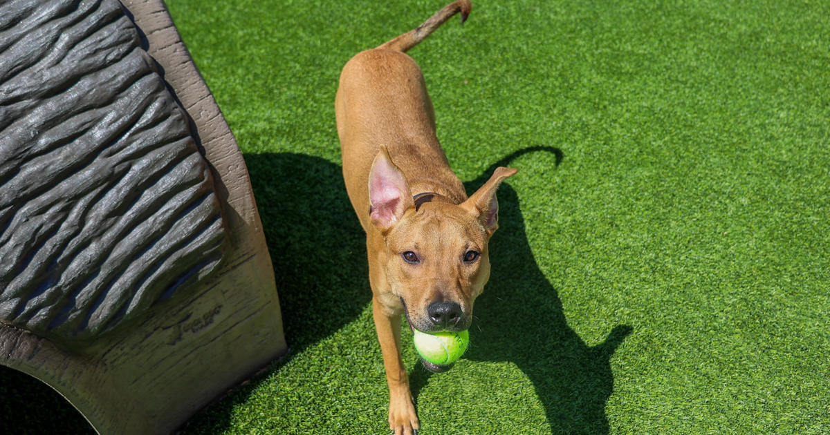 PAWS Pet of the Week: Boyce