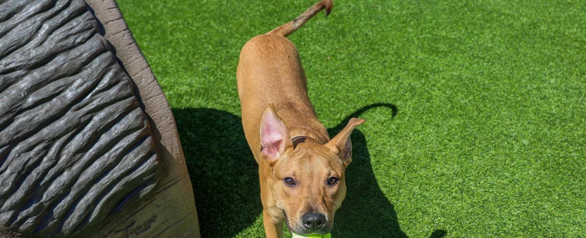 PAWS Pet of the Week: Boyce