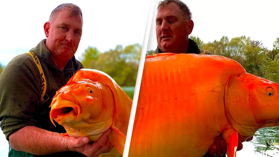 Giant goldfish that weighs the same as a 10-year-old is a warning not dump pets in lakes