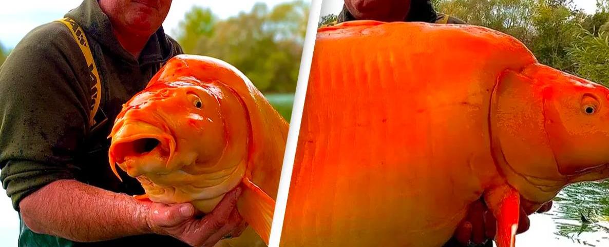 Giant goldfish that weighs the same as a 10-year-old is a warning not dump pets in lakes
