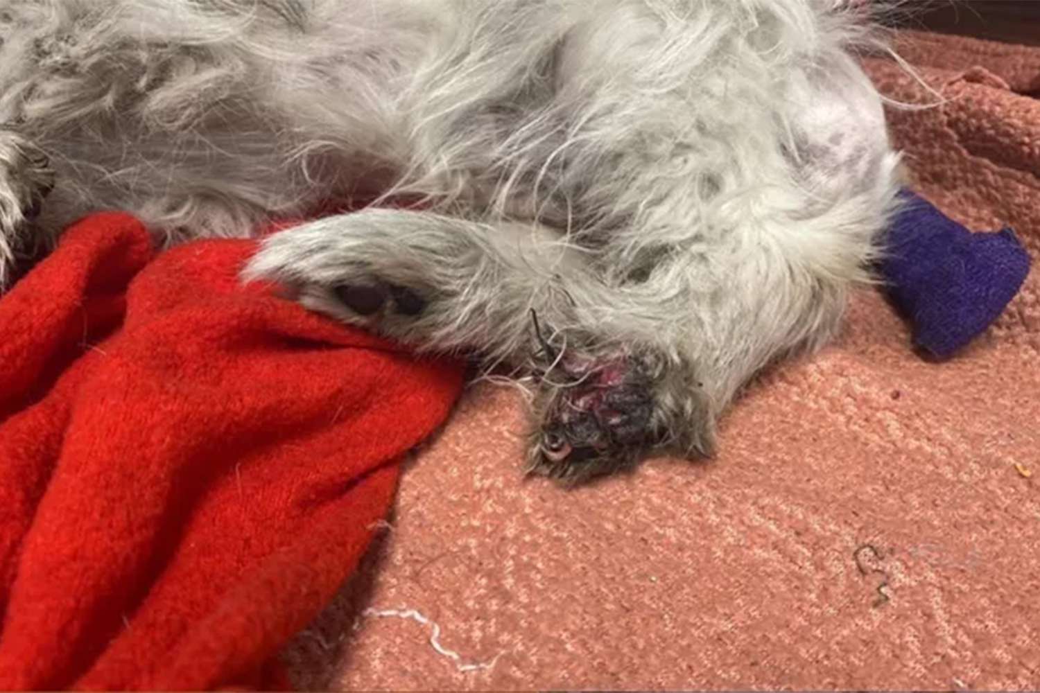 MLB Employees Save Dog Trapped in Car Engine at the Kansas City Royals Stadium