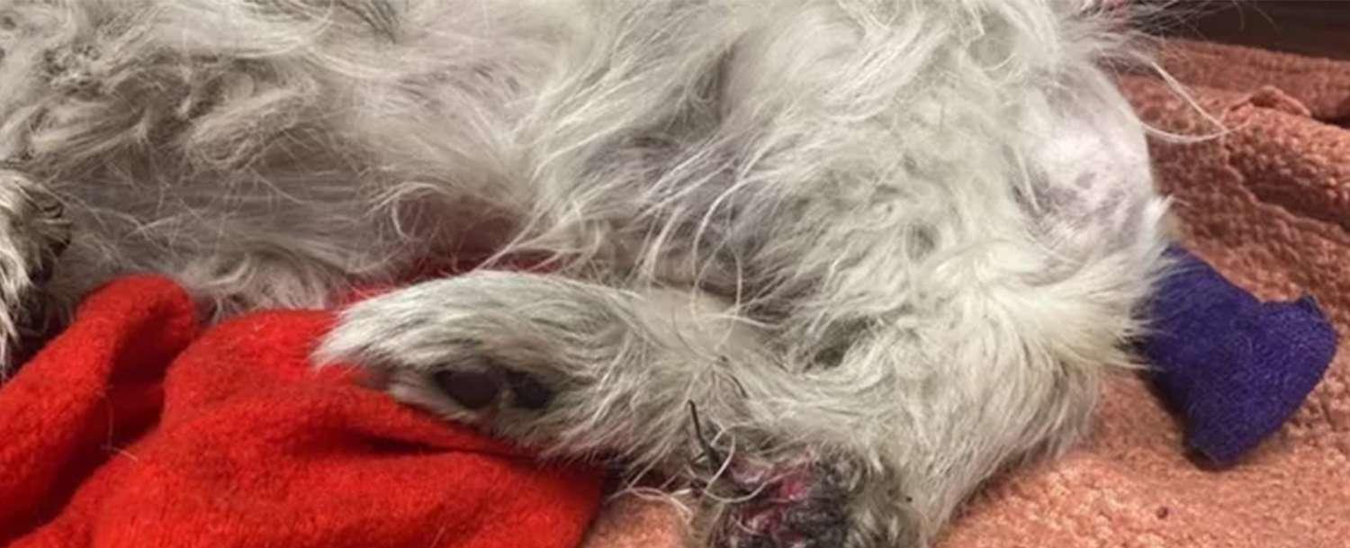 MLB Employees Save Dog Trapped in Car Engine at the Kansas City Royals Stadium