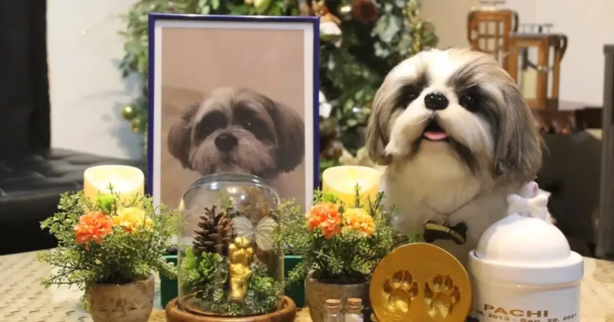 Toy maker creates life-like pet plushies for grieving owners