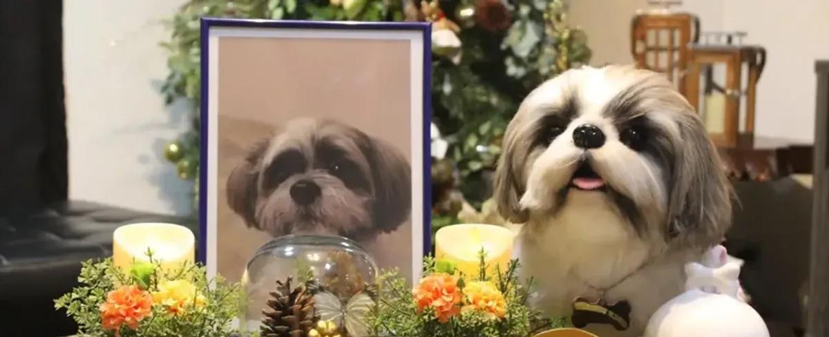 Toy maker creates life-like pet plushies for grieving owners