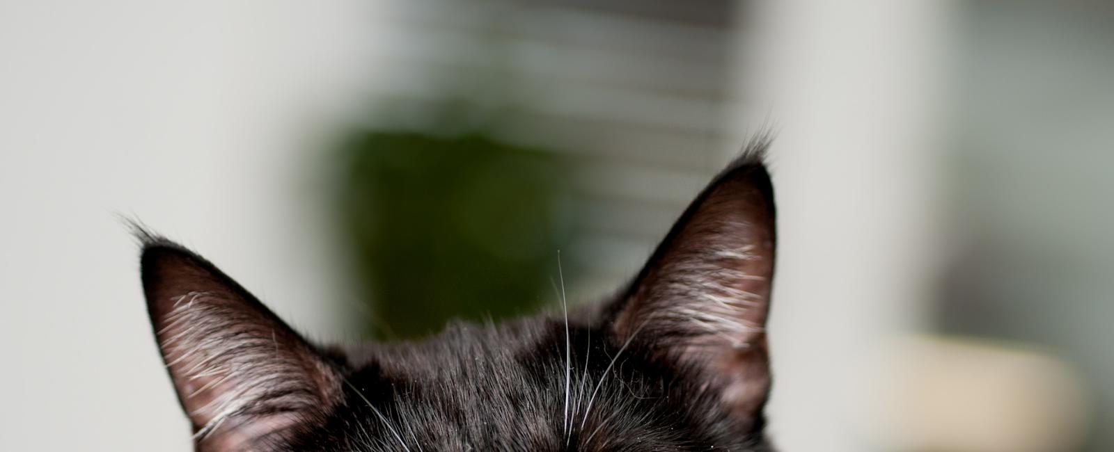 Couple Praised for Rescuing Kitten From Busy Highway: 'Poverty to Lavish'