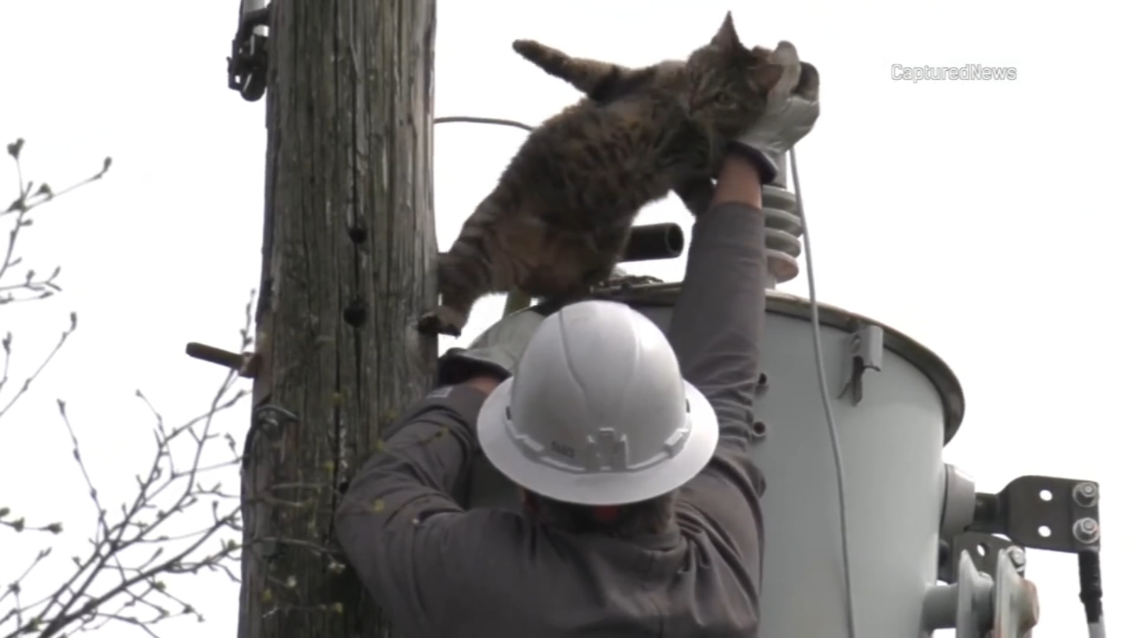 ComEd crews rescue cat from atop a transformer in Rolling Meadows