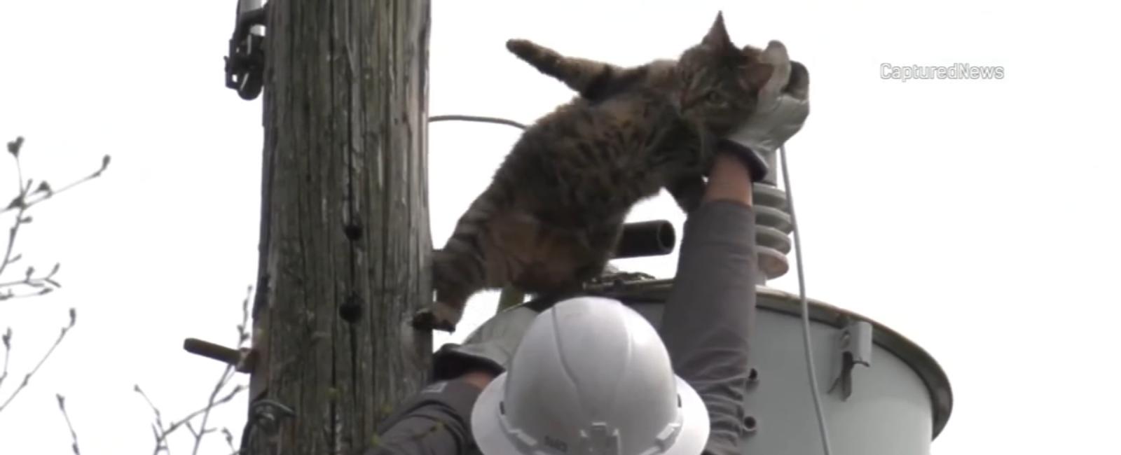 ComEd crews rescue cat from atop a transformer in Rolling Meadows
