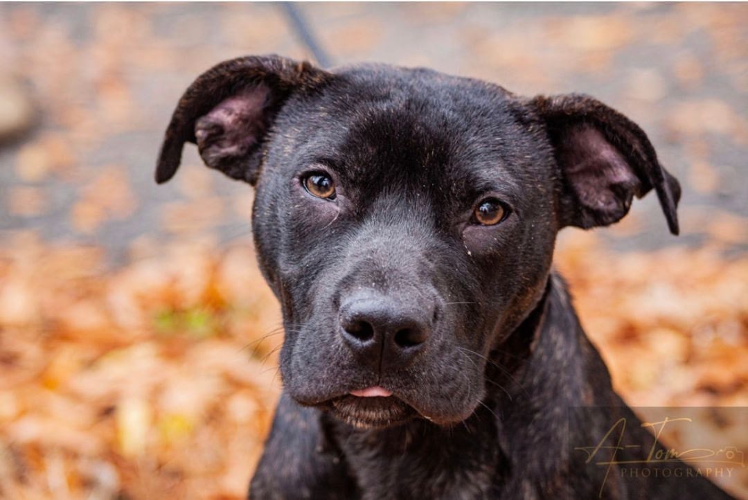 Pet of the Week: Carter - WBBJ TV