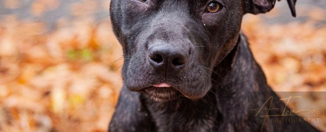 Pet of the Week: Carter - WBBJ TV