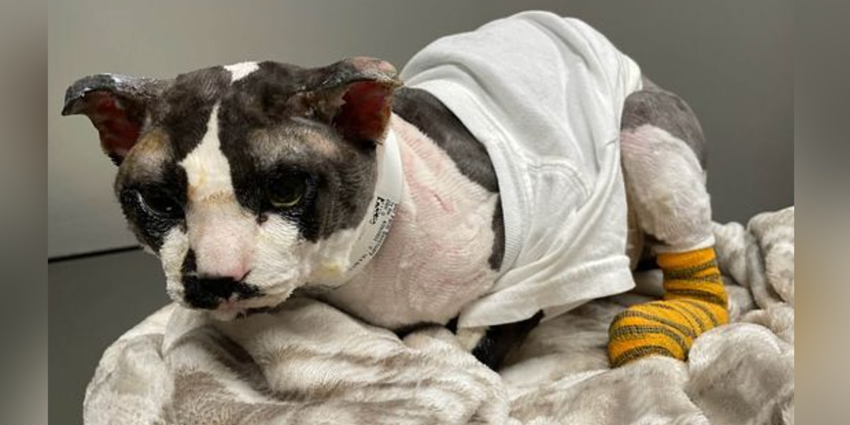 Animal rescuers helping cat seriously burned after being flicked by cigarette