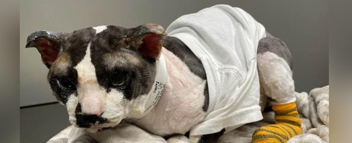Animal rescuers helping cat seriously burned after being flicked by cigarette
