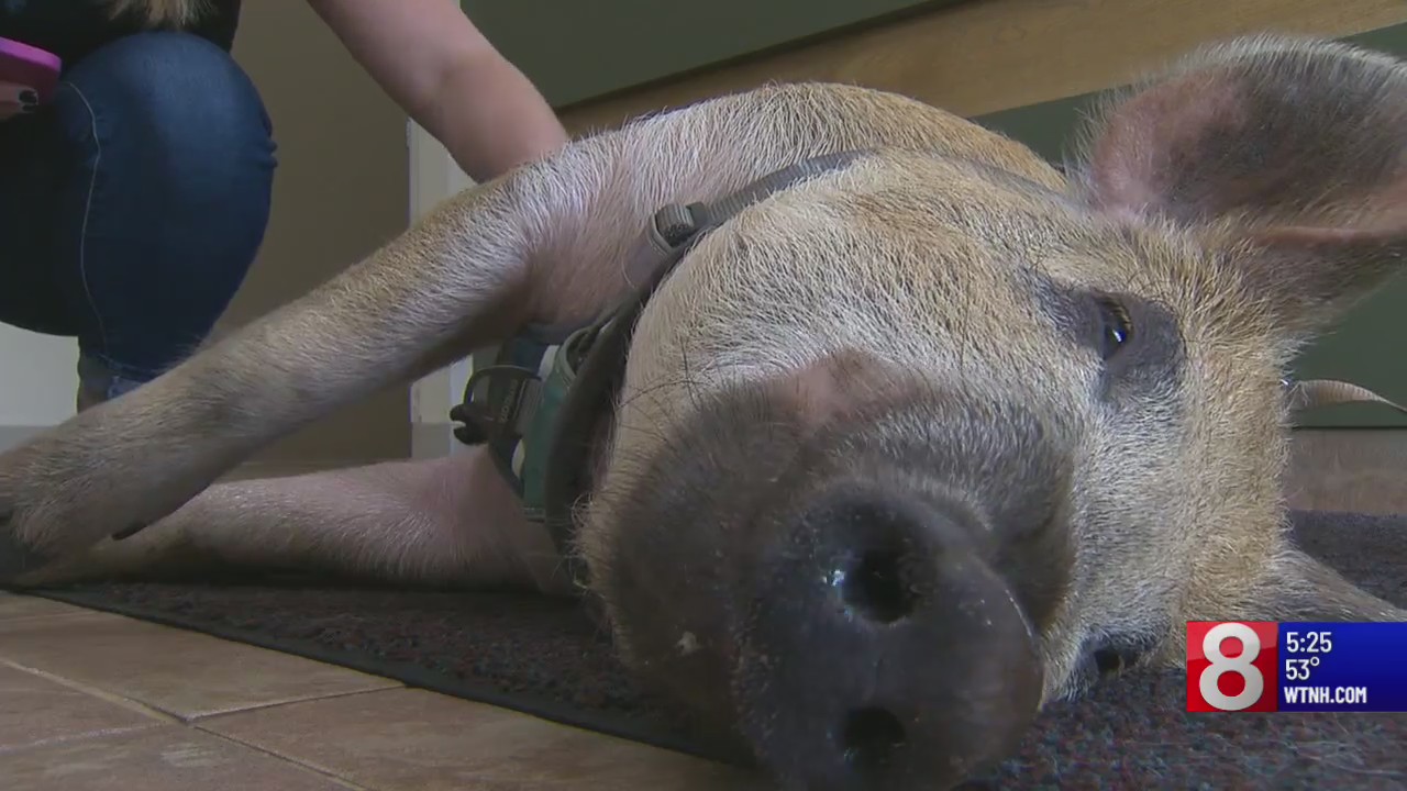 Connecticut's Animal Celebrities: Meet Little Pig!