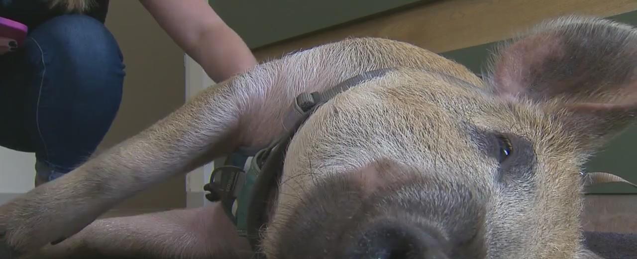 Connecticut's Animal Celebrities: Meet Little Pig!