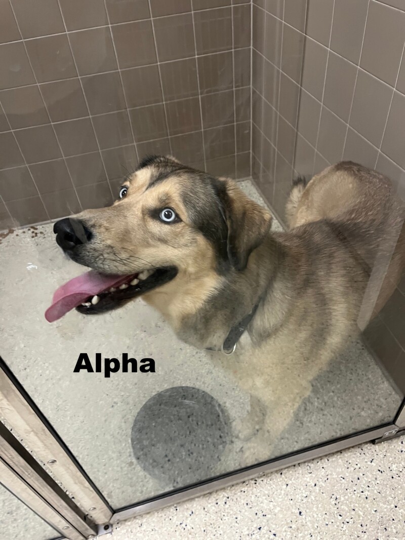 Fargo shelter pleads for help as 6 dogs face euthanization