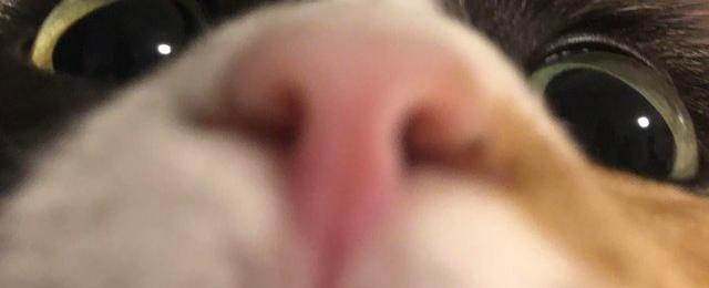 13 Funny Pets To Make You Smile | Cuteness