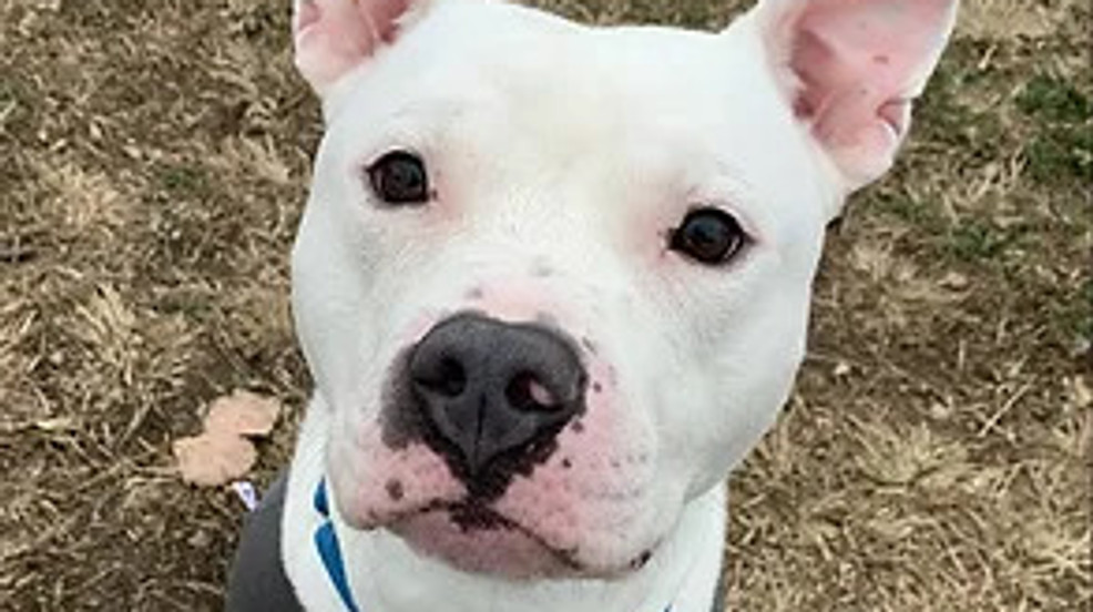 Pet Refuge looking for volunteers to help dogs and cats in need