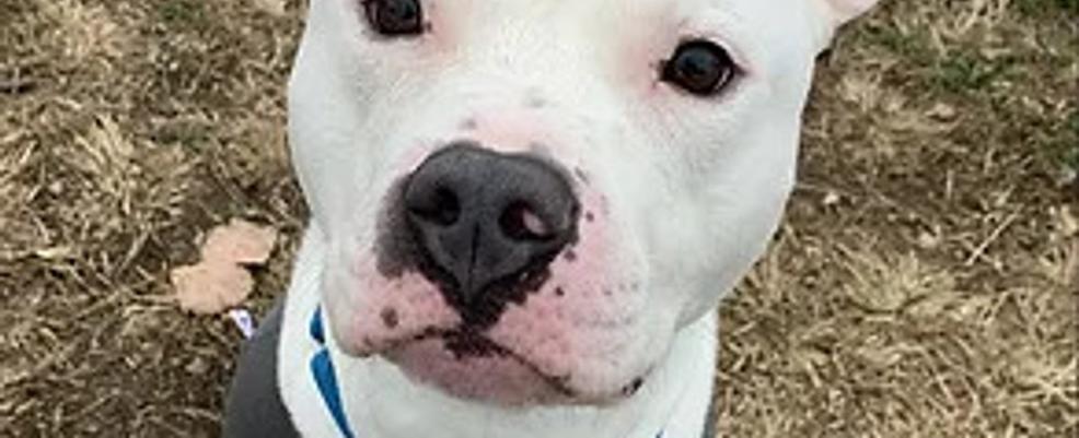 Pet Refuge looking for volunteers to help dogs and cats in need