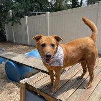 Fulton, Dekalb animal shelters need homes for 300 dogs by May 5