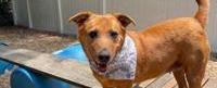 Fulton, Dekalb animal shelters need homes for 300 dogs by May 5