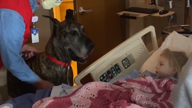 Meet the giant therapy dogs helping hospital patients