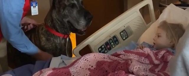 Meet the giant therapy dogs helping hospital patients