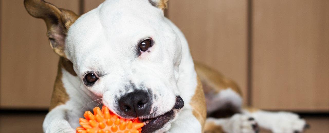 National Pet Day: The most fun ways to celebrate with your animal