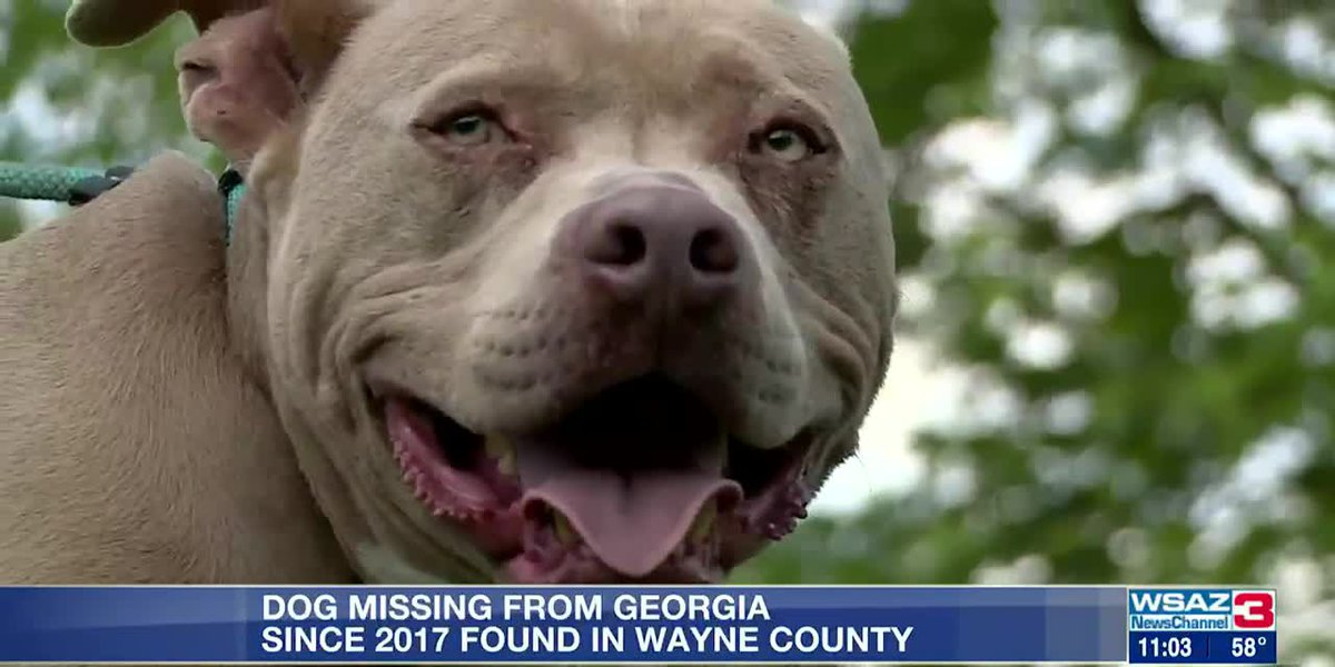 Dog missing from Georgia since 2017 found in Wayne County